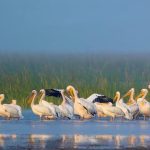 રક્ષક જ ભક્ષક : વડોદરામાં રૂ.48 લાખના હેરોઈન કાંડમાં SOGના ASIની ધરપકડથી ખળભળાટ