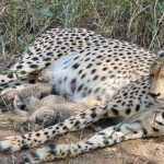 ગુજરાત બજેટ 2026-27 : ‘કંસરી દેવી’ના આશીર્વાદ અને ‘વારલી’ કલાના સથવારે નાણા મંત્રીએ રજૂ કર્યું અંદાજપત્ર