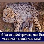 એલોન મસ્કે X પર સુરતની ઘટનાને ગણાવી ચોંકાવનારી, ChatGPT દ્વારા આત્મહત્યાની પદ્ધતિ શોધ્યાનો ખુલાસો