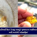 મહીસાગરમાં ક્ષમતા કરતા વધુ બાળકો બેસાડનાર રિક્ષા ચાલકો સામે થશે કડક કાર્યવાહી