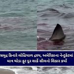 સમુદ્ર કિનારે લોહિયાળ દ્રશ્ય : અમેરિકાના નેન્ટુકેટમાં માત્ર થોડા ફૂટ દૂર શાર્કે સીલનો શિકાર કર્યો