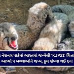 ખેડા રેલવે સ્ટેશનની રૂ. ૪ કરોડની સોનાની લૂંટનો ગણતરીના કલાકોમાં પર્દાફાશ, PI એ ૫૦૦ મીટર ઘસડાઈને આરોપીઓને દબોચ્યા!